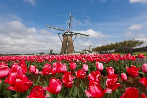 Campo de flores rosas com moinho de vento ao fundo na Holanda