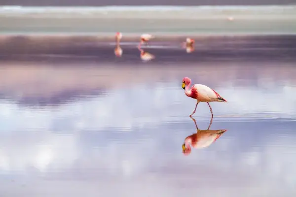 Flamingo andino refletido nas águas calmas de laguna no altiplano da Bolívia
