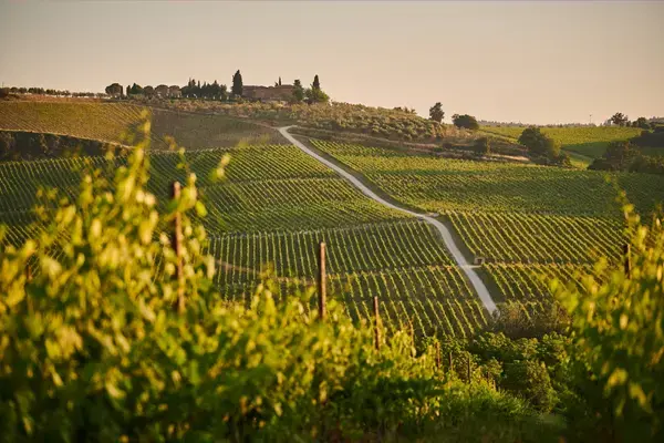 Estrada de terra entre vinhedos de Chianti ao pôr do sol com fazenda ao fundo — Toscana
