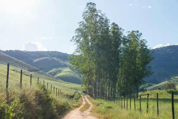 Trilha de terra entre cercas e árvores altas em Minas Gerais com montanhas ao fundo