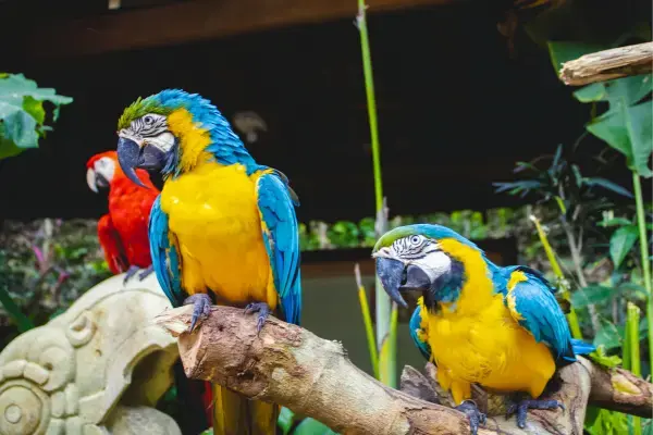 Papagaios coloridos em foto tirada em Honduras