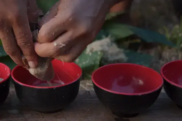 pessoa fazendo a bebida kava em vanuatu (Fonte: Adobe Stock)