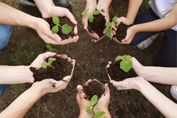 Grupo plantando árvores