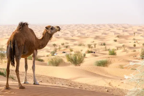dunas africa saara