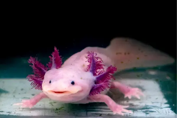 Axolote albino adulto dentro de um aquário