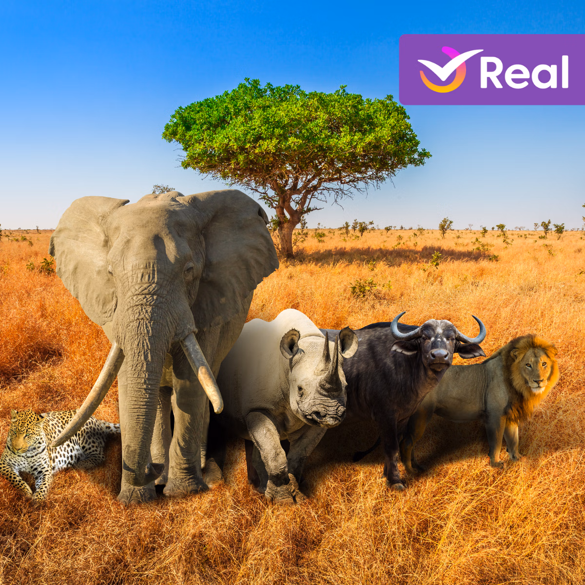 imagem de capa da publicação Quais são os melhores Safaris ao redor do mundo? Confira onde ficam!